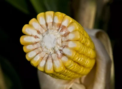 RGT-Rivoxx-Maïs-grain-denté