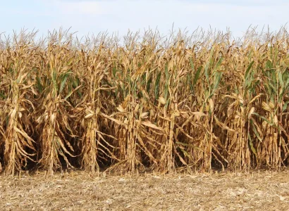 RGT-SCHERLOXX-Maïs-grain