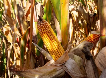 RGT-SOCALIXX-Maïs-grain