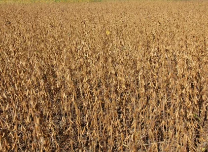 RGT-Sankara-soja-sec