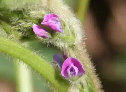 RGT-Shiva-soja-fleur