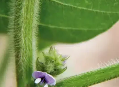 RGT-Sinema-soja-fleur