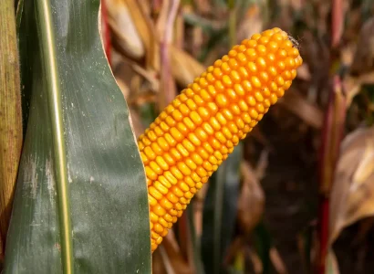 RGT-Smartboxx-BIO-Mais-mixité