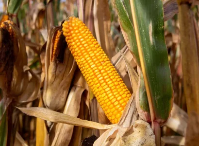 RGT-Smartboxx-BIO-mais