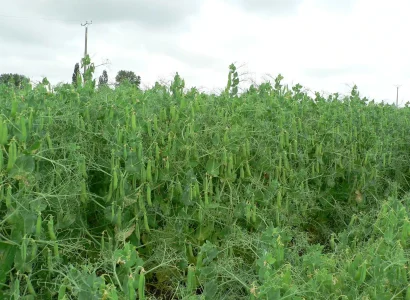 RGT-Symbios-pois-champ