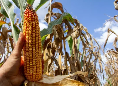 RGT-Texxia-Maîs-grain-ensilage