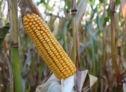 RGT-Conexxion-BIO-Maïs-grain-denté