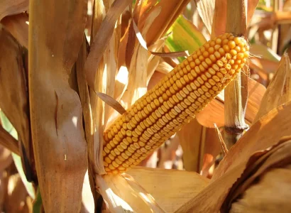 RGT-Futurixx-DUO-mais-grain