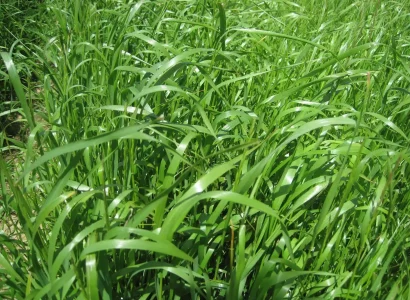 RGT_BAGGEL-ray-grass-fourrageres_2