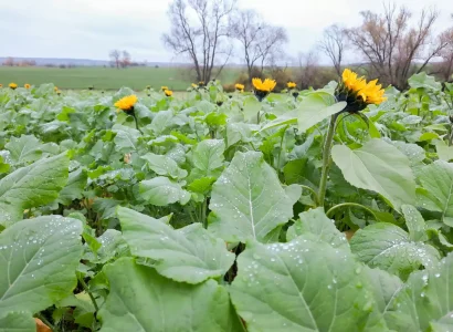 RGT_COVER_OPTIMUM_cultures_de_service