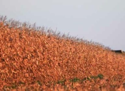 RGT-Oxxygen-DUO-Maïs