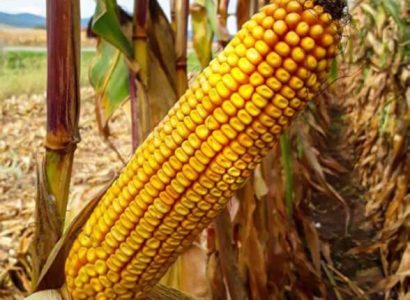 RGT-Produxxion-Maïs-grain