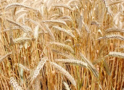 ragt-triticale-2