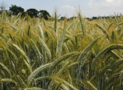 ragt-triticale-5