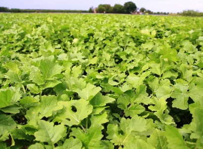 rgt_architect_cultures_de_service_1