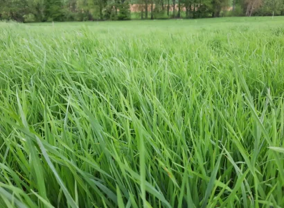 rgt_beverly_fourrageres_dactyle