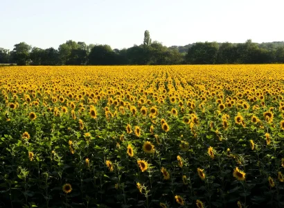 rgt_capitoll_tournesol_oleique_tres_precoce