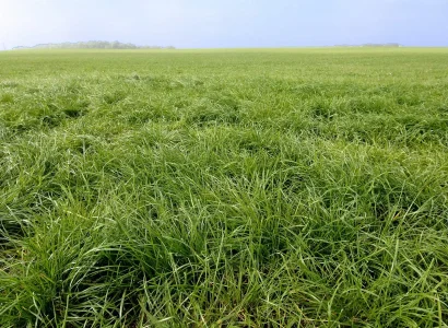 rgt_cooky_ray_grass_anglais_fourrageres_1