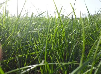 rgt_cultival_ray_grass_fourrageres