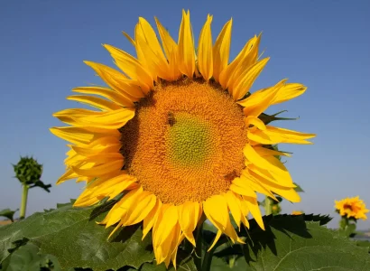 rgt_hanatoll_tournesol_oleique_tardif