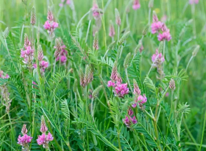 rgt_perly_fourrageres_sainfoin