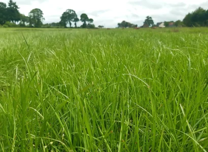 rgt_prisqual_fourrageres_ray_grass