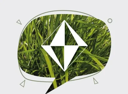 rgt_prisqual_ray_grass_anglais_fourrageres
