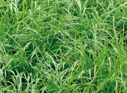 rgt_pulse_cultures_de_service_methanisation_cive