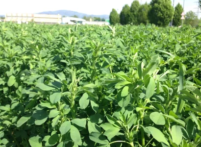 rgt_stox_luz_quatro_fourrageres