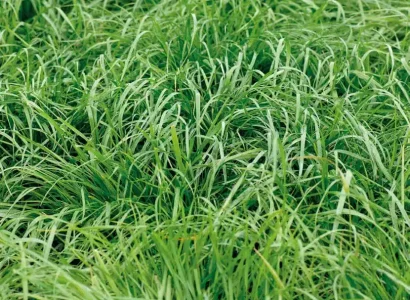 rgt_tenderly_dactyle_fourrageres