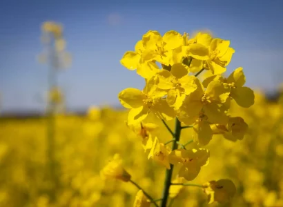 rgt_valerian_colza
