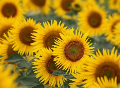 rgt_vollcano_clp_tournesol_oleique_precoce