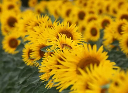 rgt_wollf_tournesol_linoleique_precoce