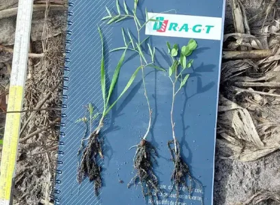 rgtcover_sol_vigosa_melange_cultures_de_services