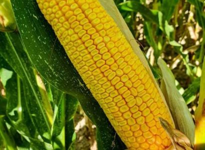 RGT-Scherloxx-Maïs