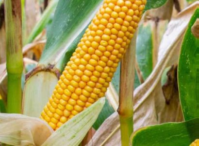 RGT-Synfonixx-Maïs-grain